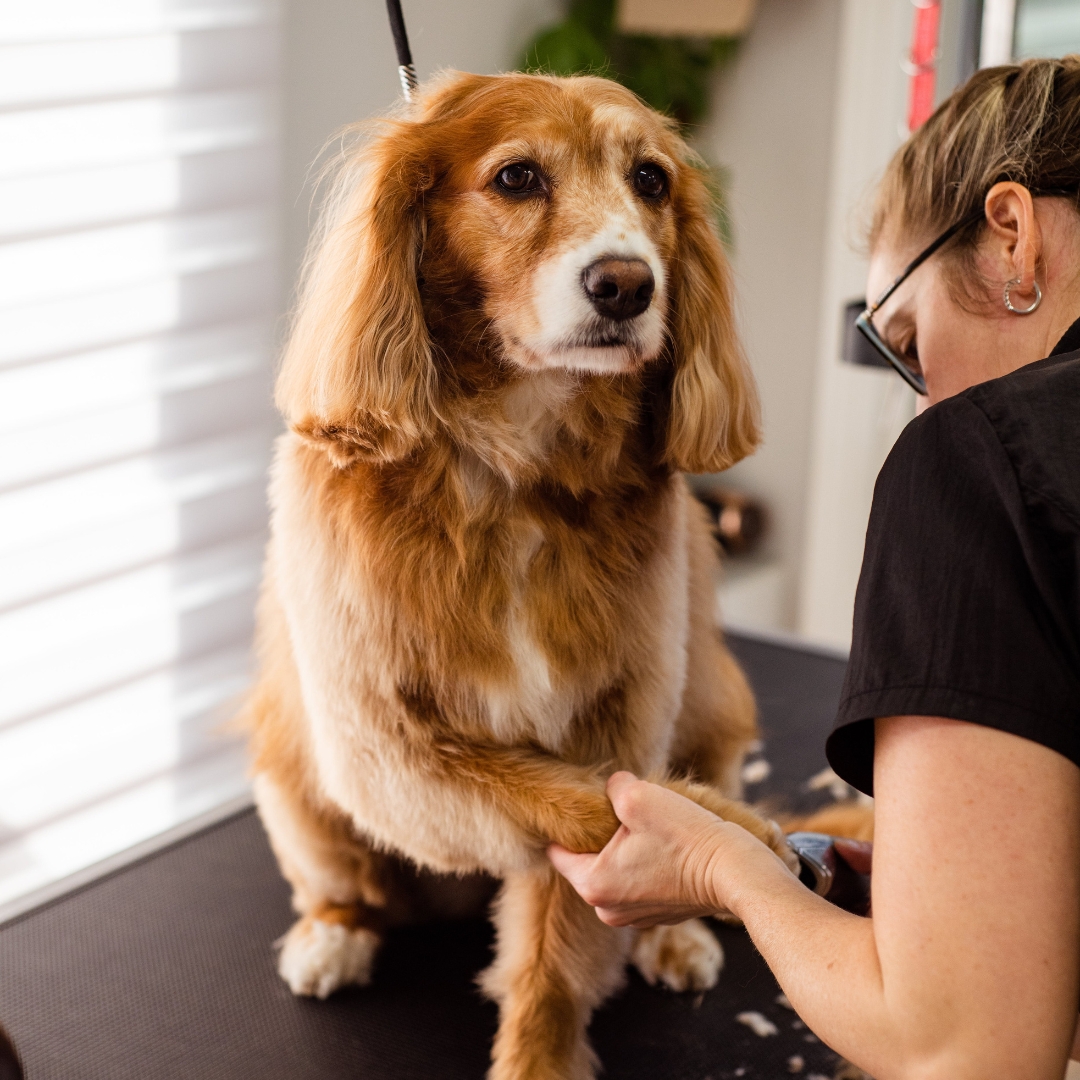 A groomer shapes a dog’s nails