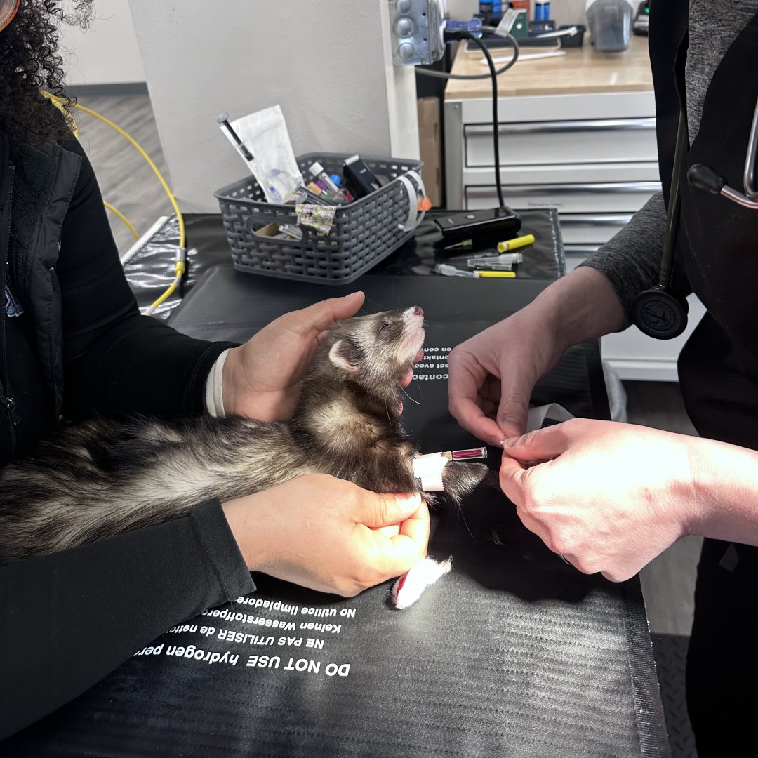 Two vets are treating a ferret